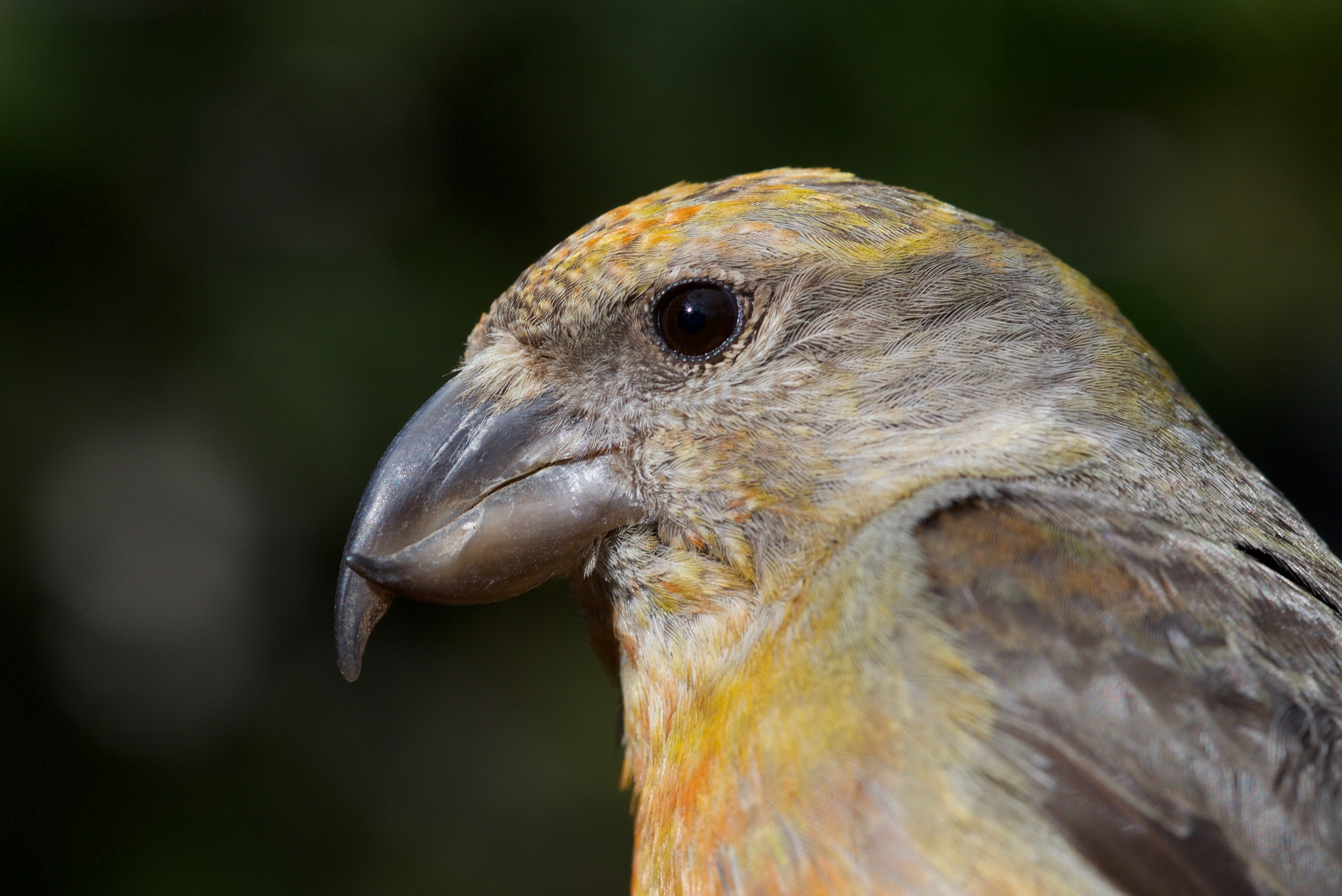 Researchers are studying how climate change affects a bird that only lives in Idaho - Vimarsana News