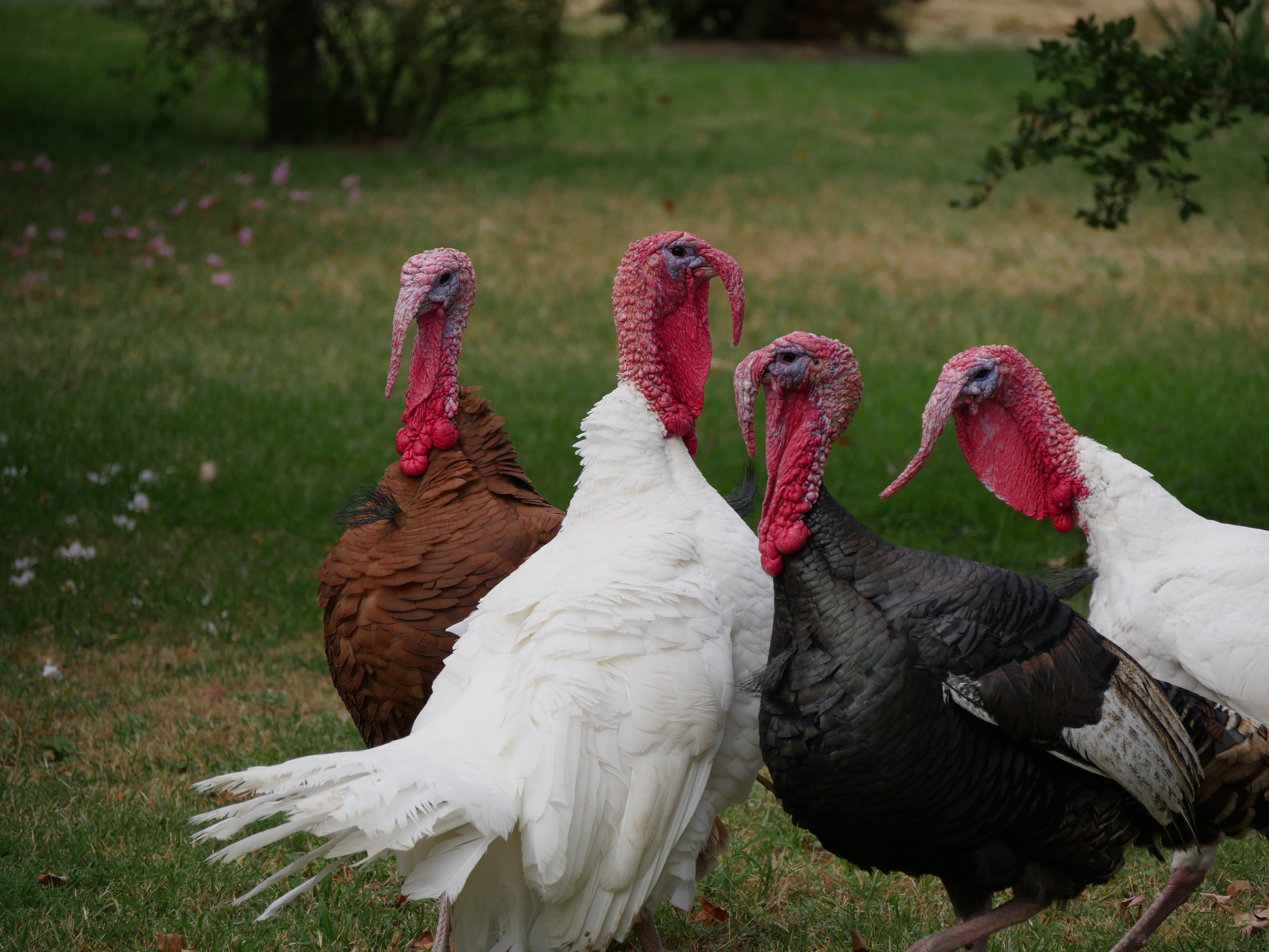 Your holiday turkey will cost more this year. Farmers recommend ordering early - Vimarsana News