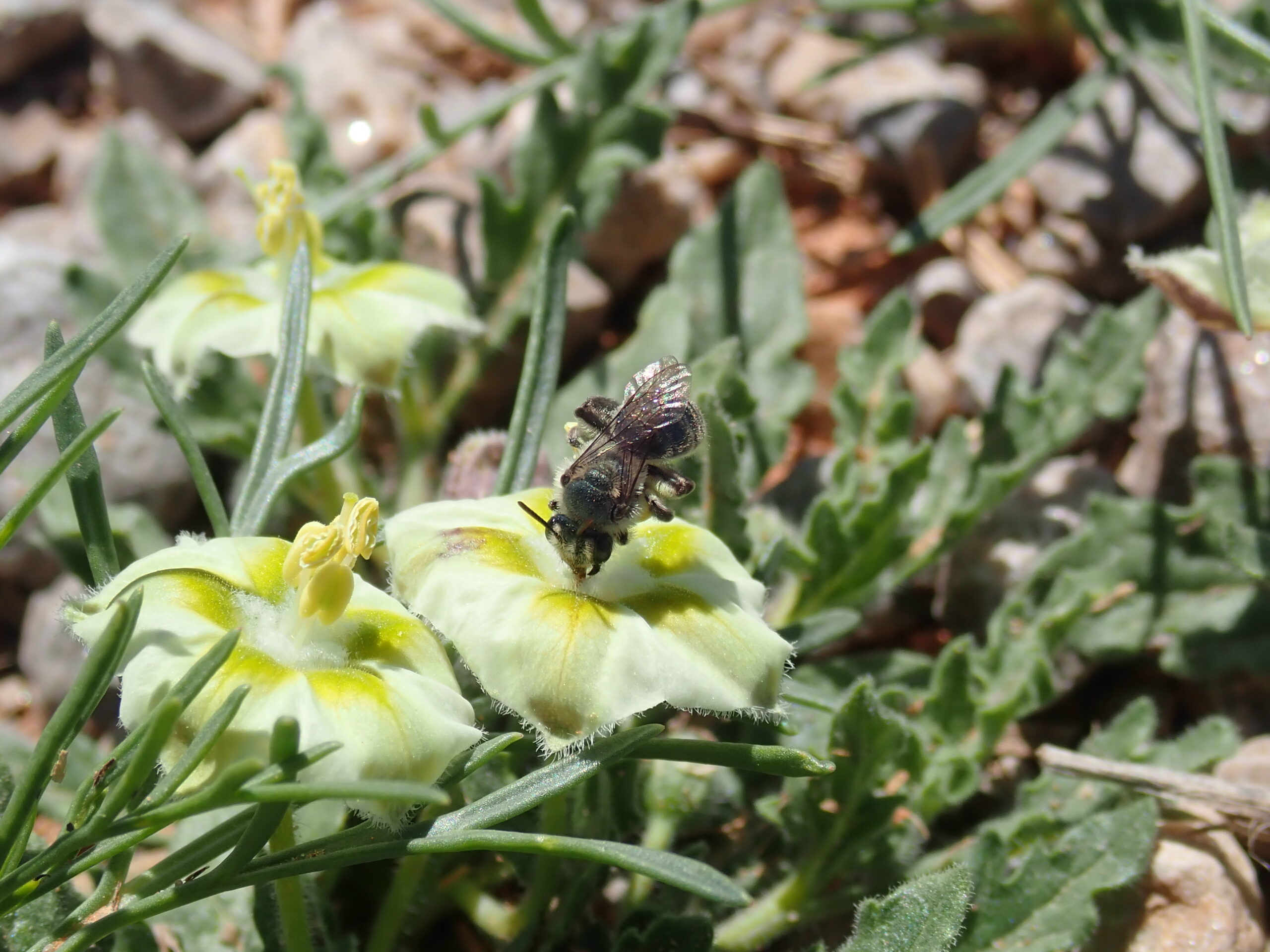 New 'little blue bee' species discovered in Texas and Oklahoma | TPR