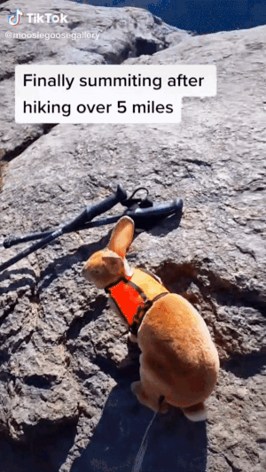 This 'badass' bunny from N.H. is bagging 4,000-foot peaks and winning fans on TikTok - Vimarsana News