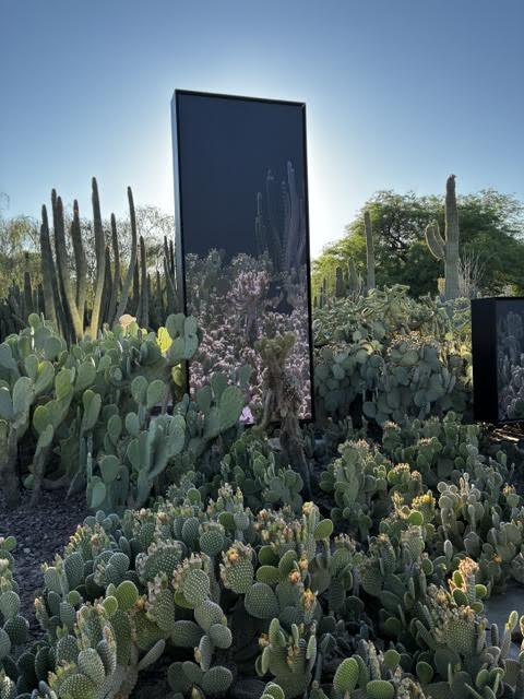 Desert Botanical Garden in Phoenix brings the desert dramatically