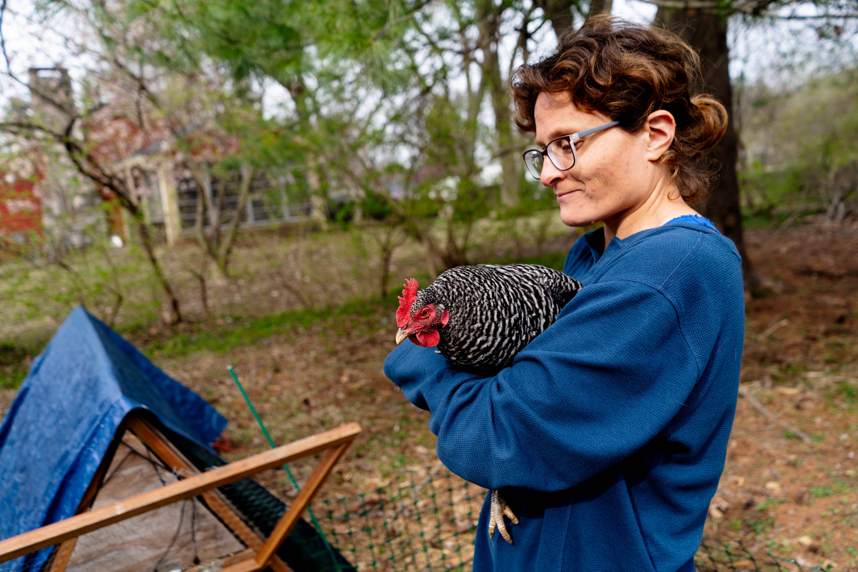 Bird flu is infecting backyard chickens - Vimarsana News
