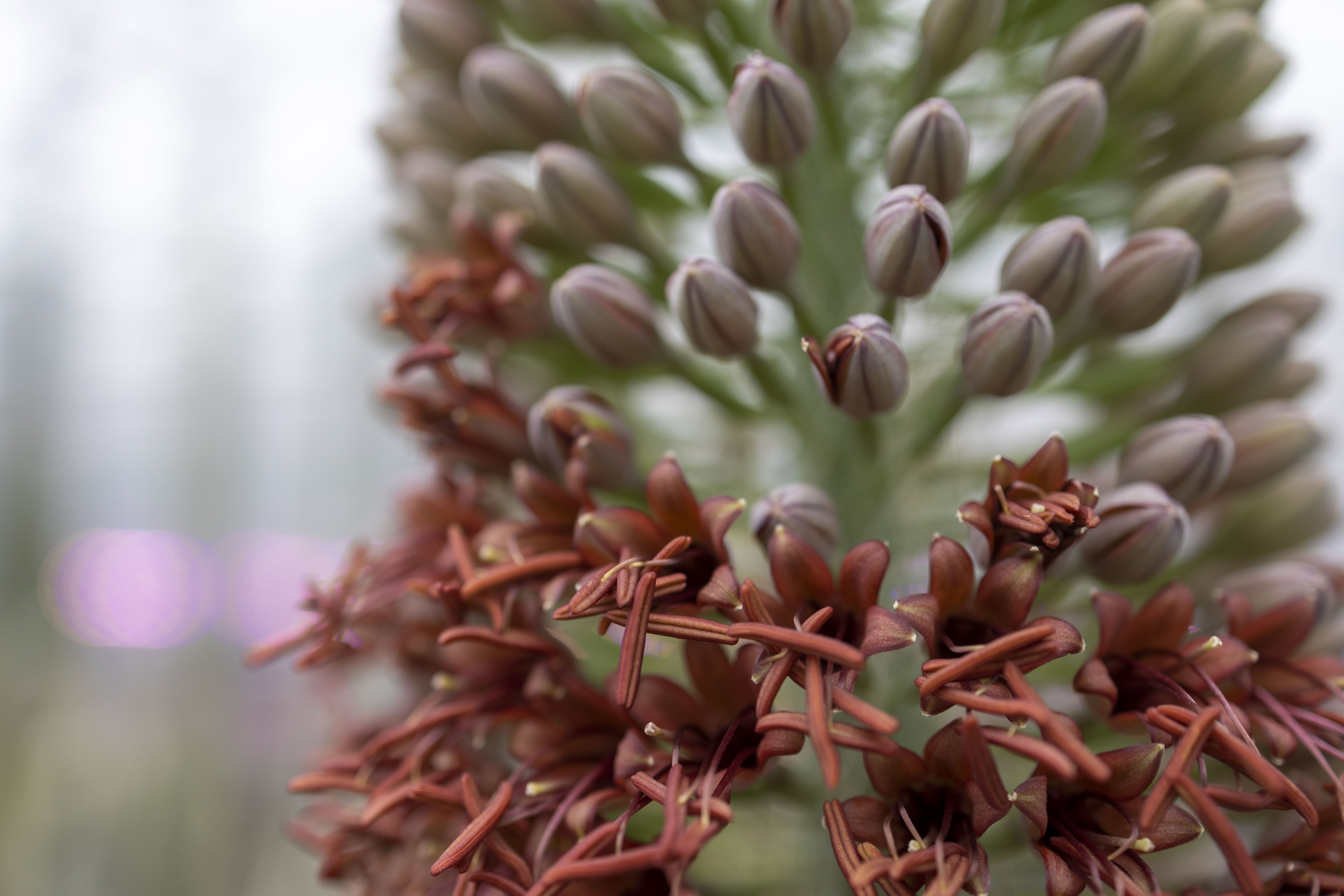 vert agave Agave desmettiana Quicksilver main image 0