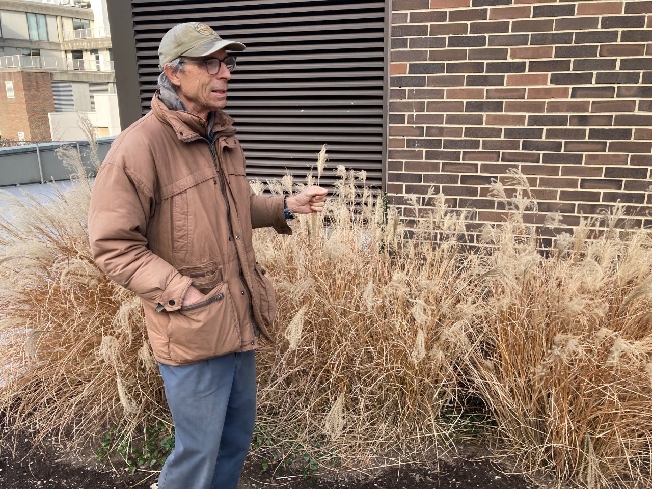 Plant native plants. That's the message from a survey showing native plants  are overrun by invasive species | WVXU