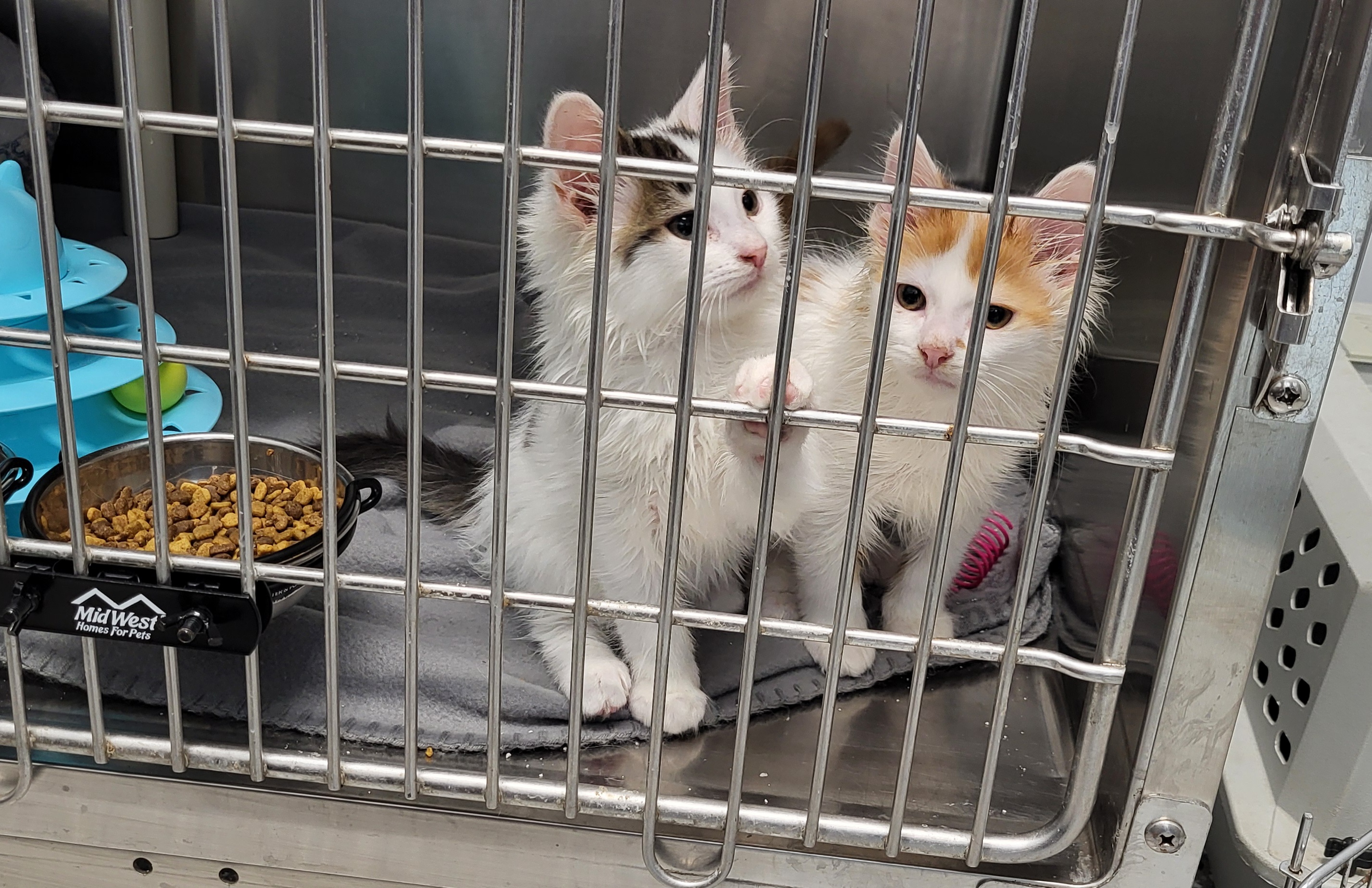 Kitten In Shelter