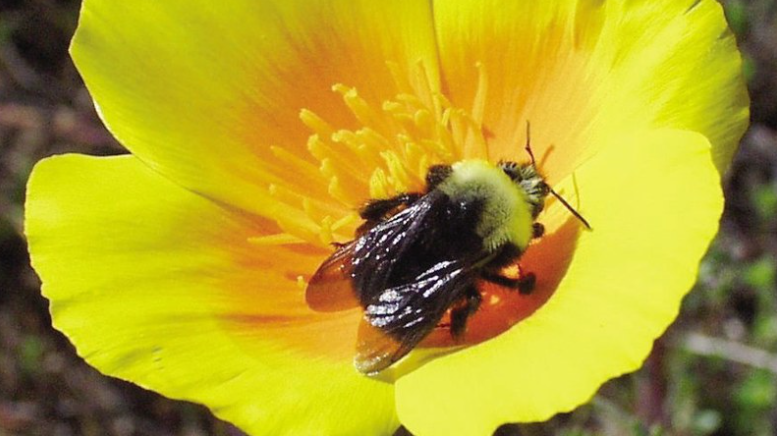 最強 プレベ用 アッセンブリ/ Bumble Bee (受注生産)(在庫3) Bumble Bee Unique To Our Region Gets Federal Protection