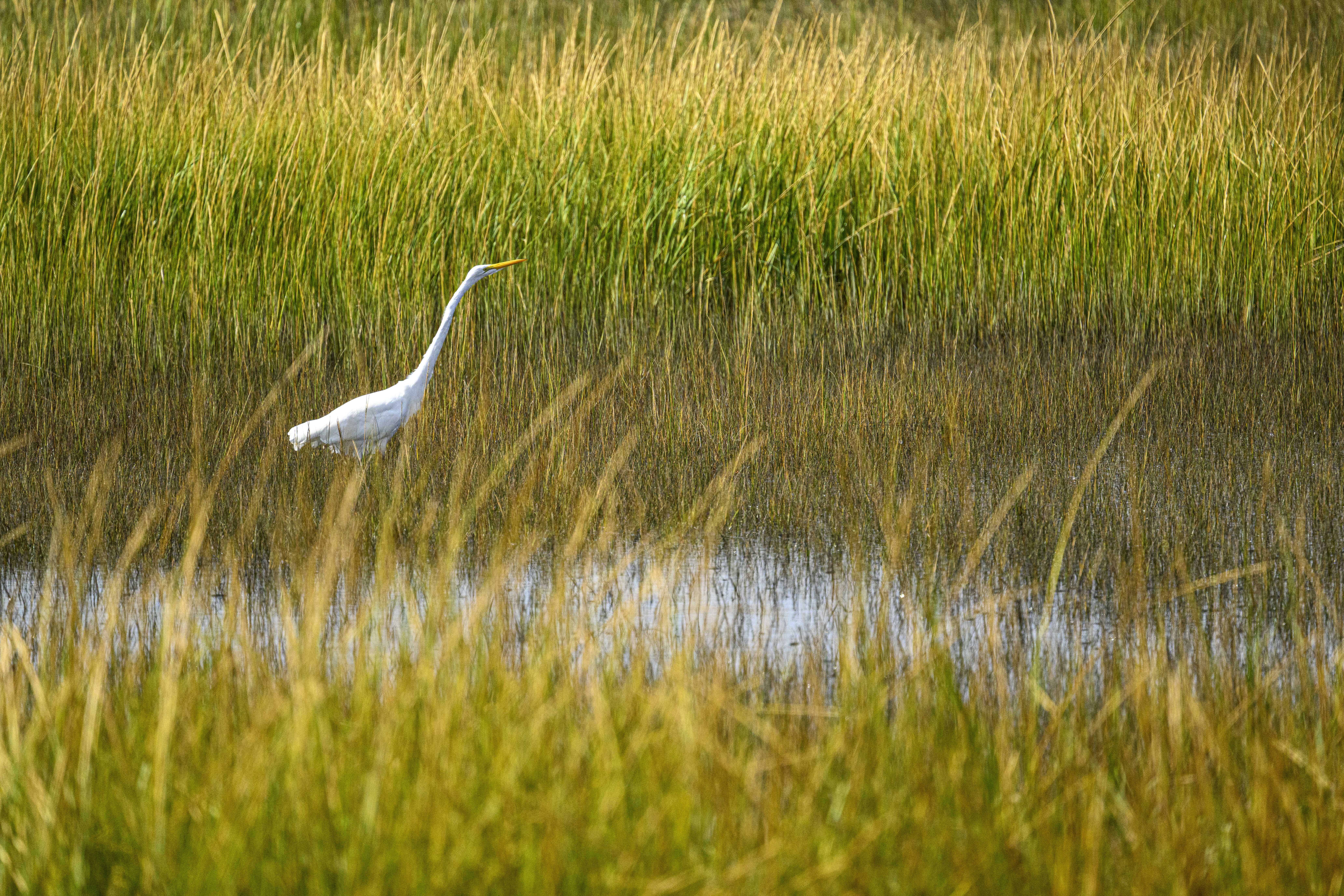 CT plants and wildlife need more conservation research, scientists say