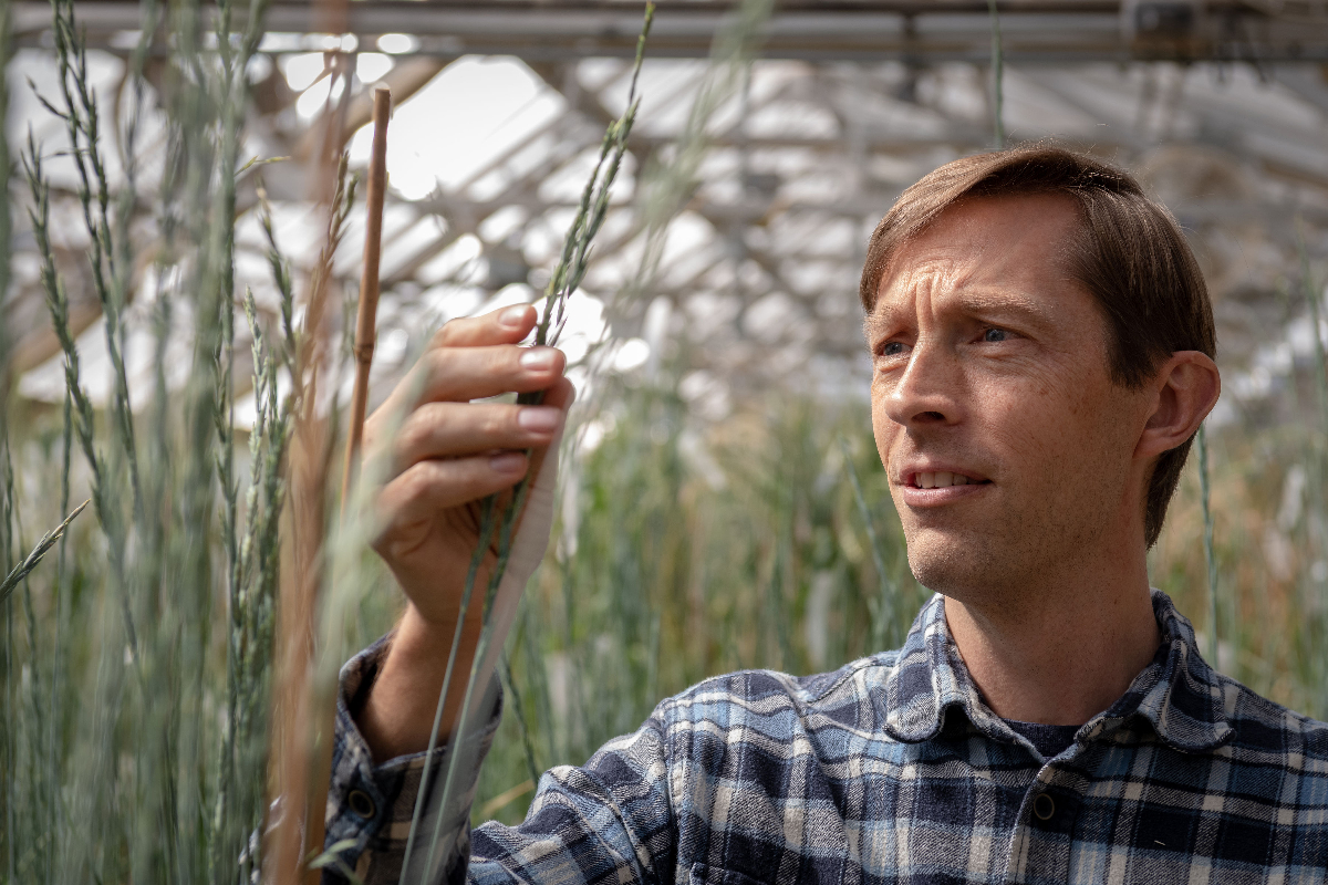 Kernza: a little-known grain is better for the environment - Vimarsana News