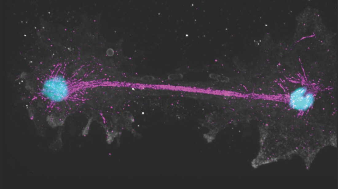 Introducing Incendiamoeba cascadensis, which translates to “fire amoeba of the Cascade mountain range.” This single-celled organism can replicate at temperatures up to 145°F, a new record for a complex organism.