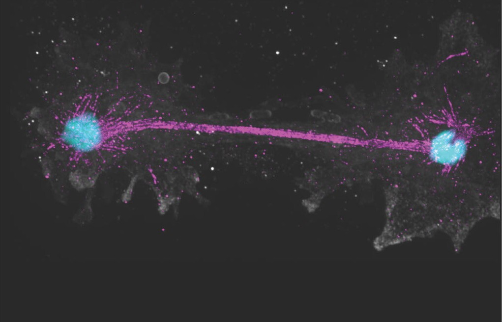 This 'fire amoeba' pushes the limit of what's possible for complex life