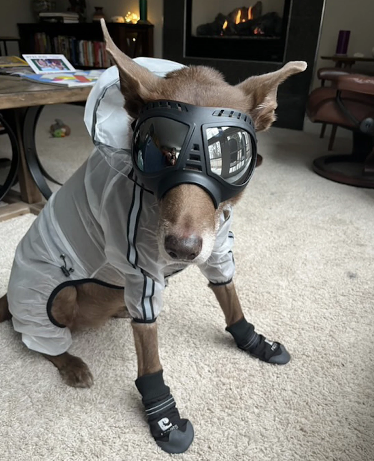 Anchorage dog Cedar sports goggles and a raincoat designed to shield her from corrosive ashfall that could contain volcanic glass.