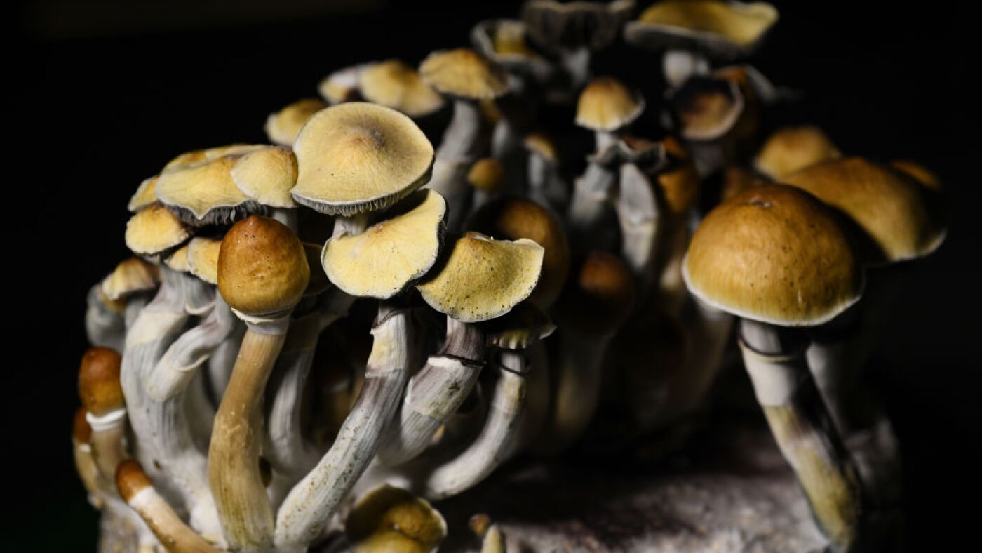 Nấm Psilocybin là loại thuốc ảo giác phổ biến nhất ở Hoa Kỳ...