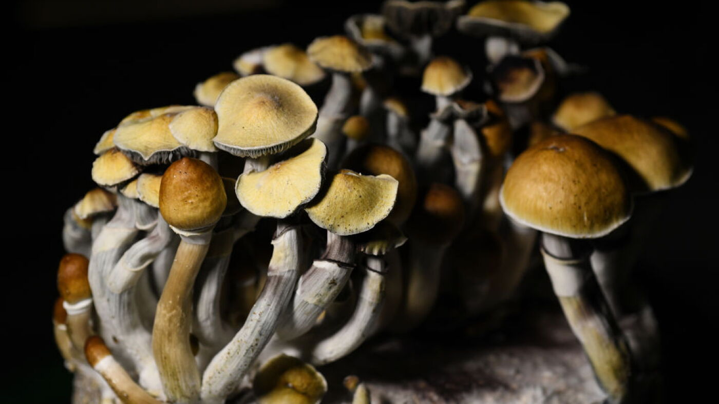 Magic Mush Psilocybin mushrooms are most popular psychedelics in U.S., studies ...