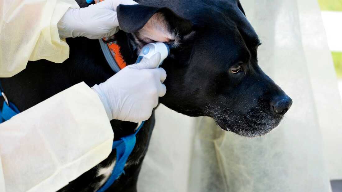 Veterinarian Janet Sosnicki, 36, checks the temperature of Theodore during a drive through veterinarian clinic at the Salem Animal Rescue League in Salem, New Hampshire on May 27, 2020. - Many veterinarian offices have been closed to the public during the pandemic and many have choses to do outside visits to reduce the spread of the covid-19 virus. (Photo by Joseph Prezioso / AFP) (Photo by JOSEPH PREZIOSO/AFP via Getty Images)
