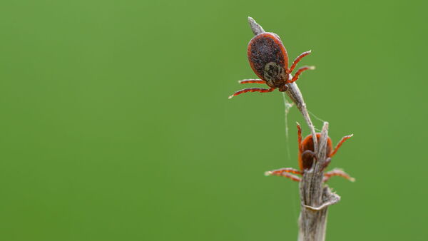 A close-up shot of two ticks against a green background backdrop.