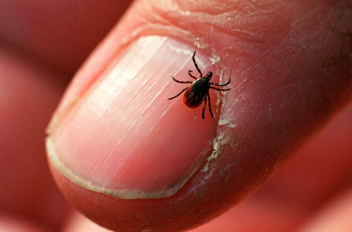 An adult deer tick. In some parts of the U.S., this type of tick often carries bacteria that causes Lyme disease, Borrelia burgdorferi.
