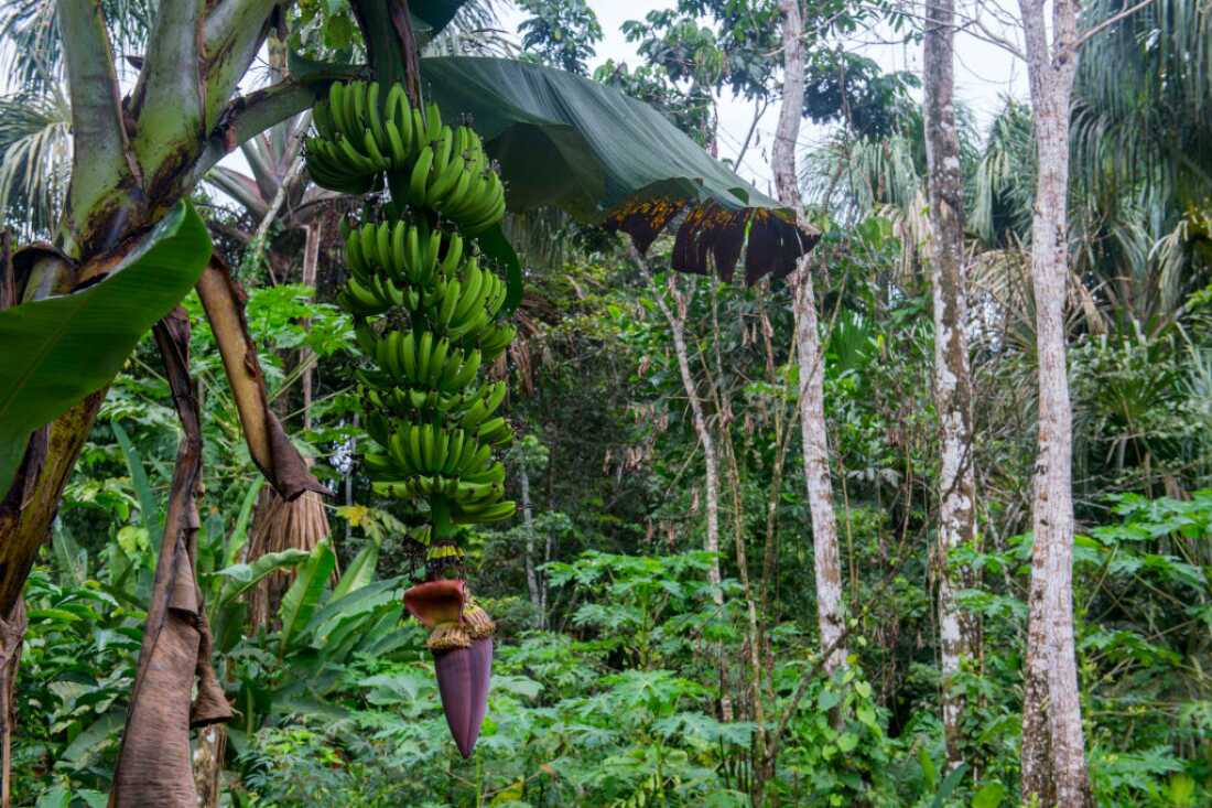 Many plants, including several species of banana, have more than two sets of chromosomes. The researchers found that this trait, called polyploidy, could make species more resilient to major environmental disaster.