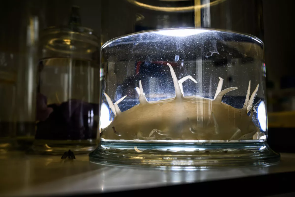 A sea cucumber preserved at London's Natural History Museum, collected from the deep sea. One study found that 90% of marine life in the Clarion-Clipperton Zone could be unknown.