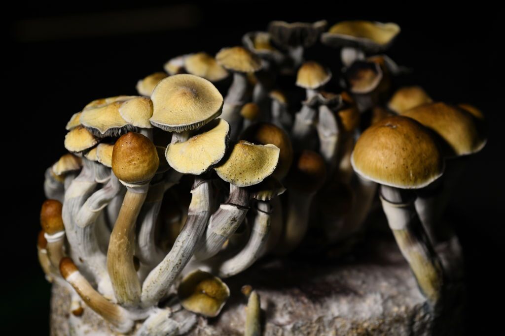 Psilocybin mushrooms are most popular psychedelics in U.S., studies find : Shots - Health News : NPR