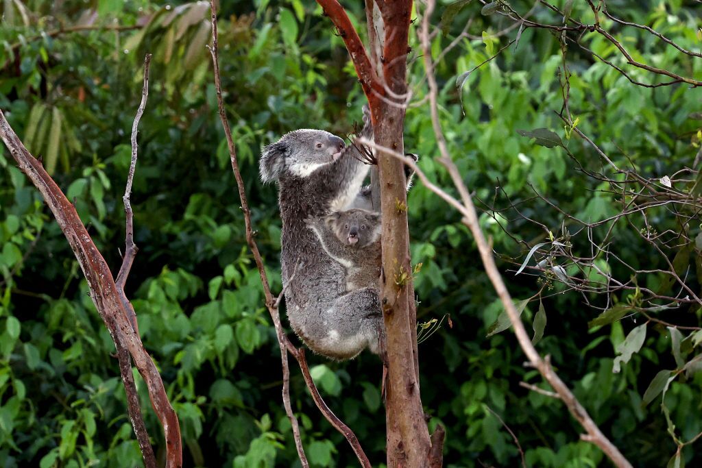 A koala and joey climb a tree in bushland located near central Brisbane on Dec. 14, 2024.