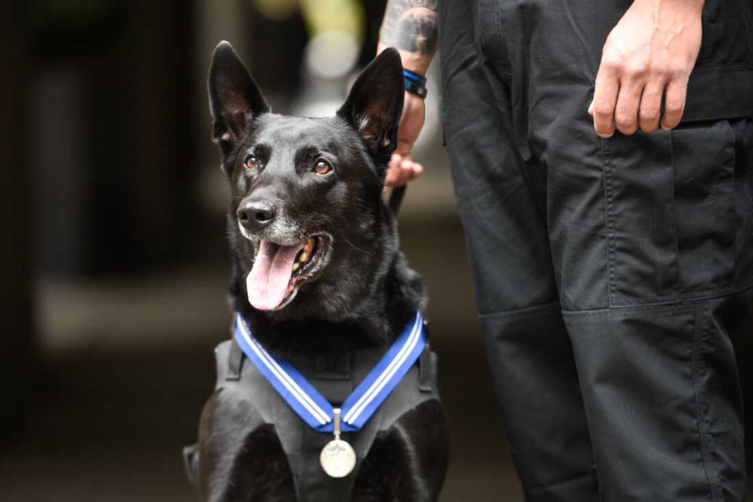 Hurricane during a PDSA's Order of Merit ceremony in London. He was awarded for protecting White House grounds and also being a good boy.