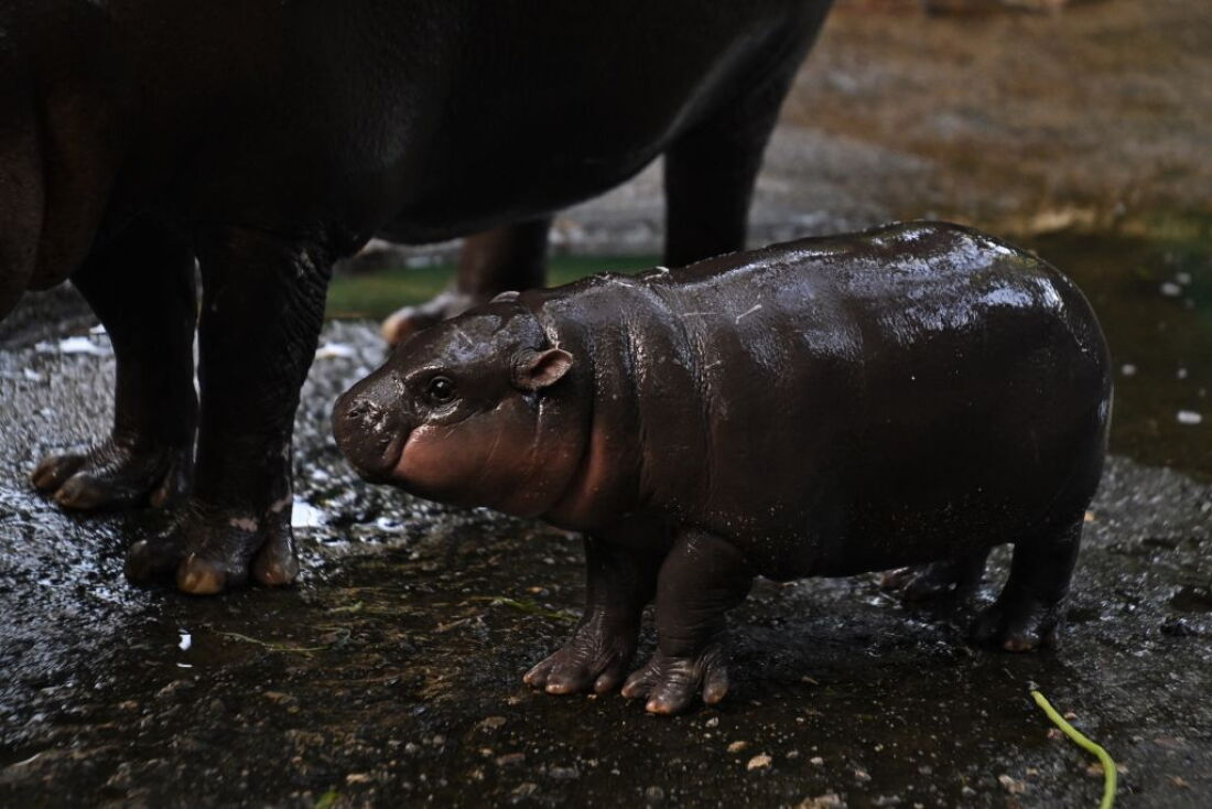 Moo Deng, a 2-month-old female pygmy hippo who has recently become a viral internet sensation, stands next to her mother Jona, 25, at Khao Kheow Open Zoo in Chonburi province, Thailand, on Sunday.