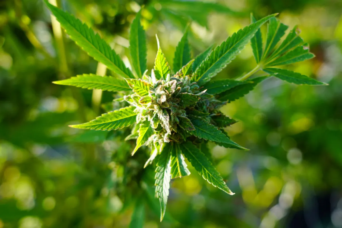 Cannabis is legal in many states but not federally. As more Americans consume weed products, concern is growing about the risks of traces of contaminants such as pesticides and heavy metals.