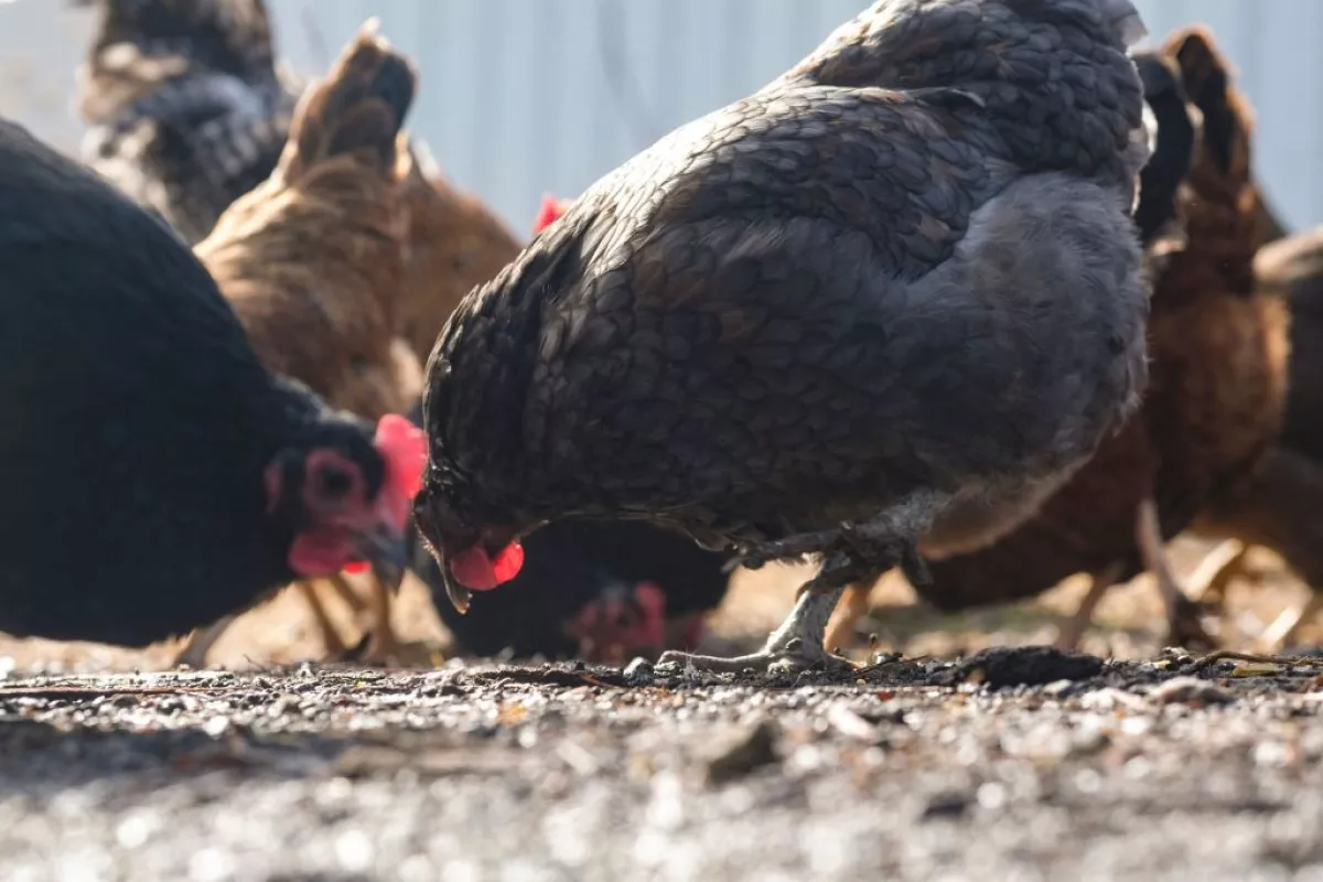 Some 3.5 million chickens, turkeys and ducks have had to be destroyed because of bird flu outbreaks in the last 30 days.
