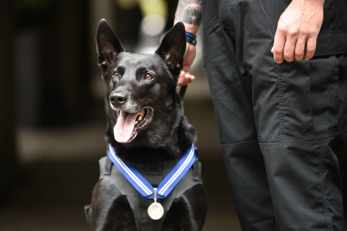 Hurricane during a PDSA's Order of Merit ceremony in London. He was awarded for protecting White House grounds and also being a good boy.