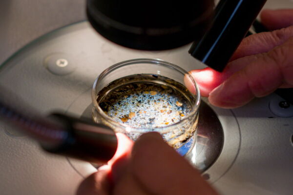 A stereoscope is used to examine a sediment sample to identify microplastics within the sample.