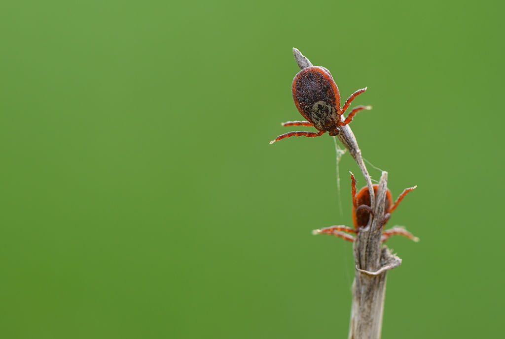 Ticks can carry <a href="https://www.cdc.gov/ticks/about/index.html"target="_blank" >more than a dozen<!-- raw HTML omitted --> different disease-causing agents, including toxins, allergens, bacteria, parasites and viruses.
