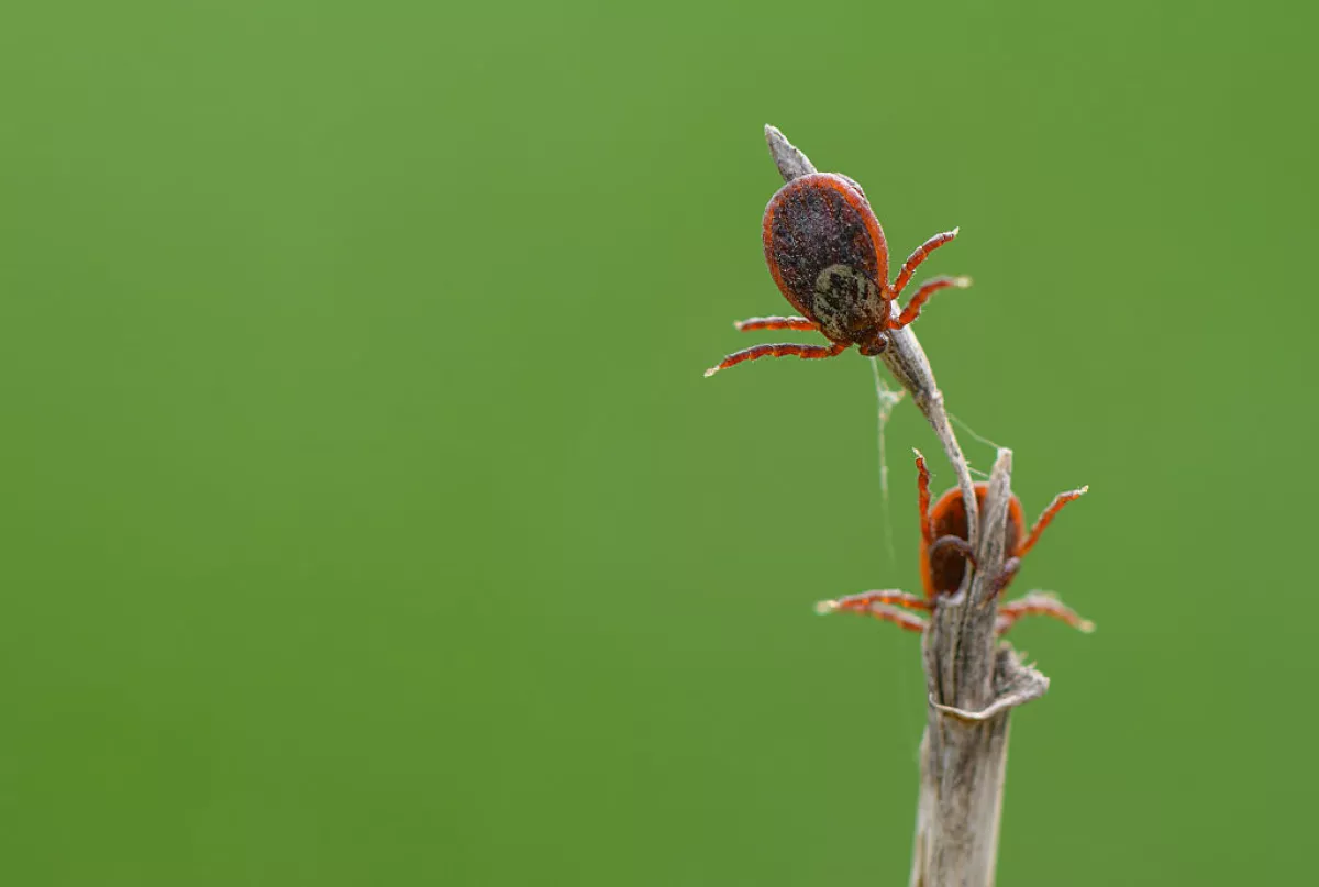 Ticks can carry more than a dozen different disease-causing agents, including toxins, allergens, bacteria, parasites and viruses.