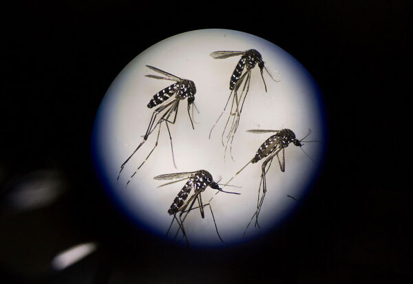 Adult females of a species of dengue-fever-spreading mosquito, Aedes albopictus, are examined under a microscope.
