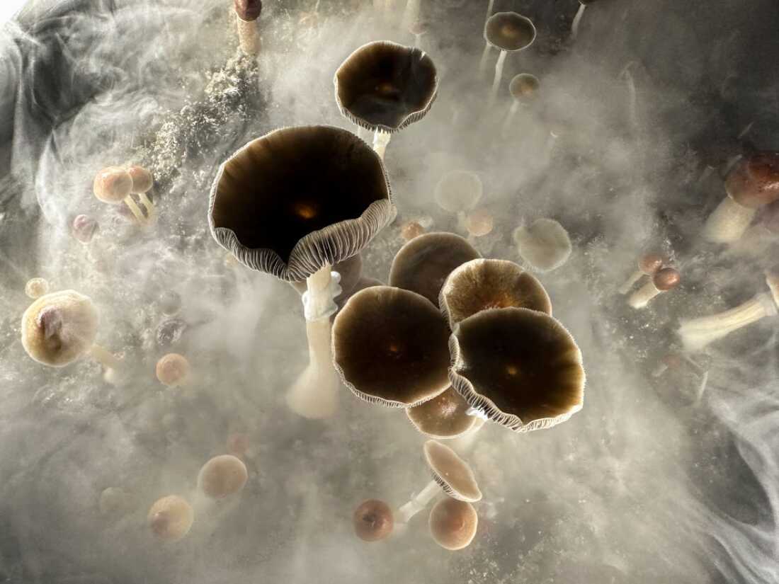 A dose of psilocybin helps smokers quit in new study A dose of psilocybin helps smokers quit in new study