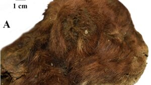 Scientists noted the kitten's unusual muzzle shape in their paper. The kitten had small ears and a large mouth opening.