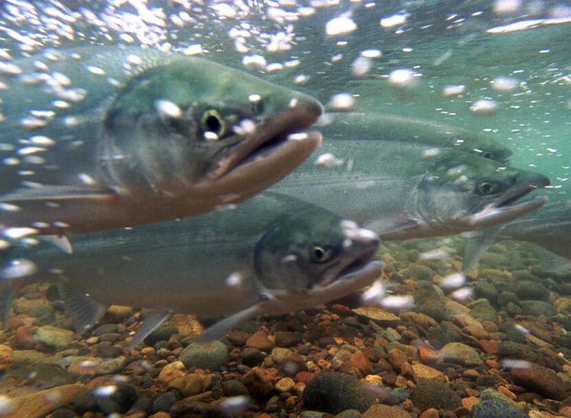 Migrating salmon are seen in late 2011 in the waters of Western Alaska's Togiak National Wildlife Refuge. A bipartisan bill introduced in the U.S. Senate would enable the use of environmental DNA to help inform federal fishery science and management. Flakes from fish scales and other materials deposit eDNA into marine and freshwater systems.