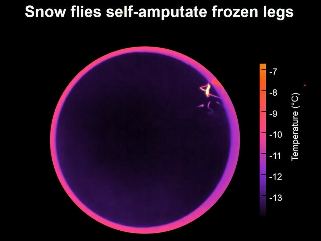 Snow flies' funky adaptations to survive (and get frisky) in the cold