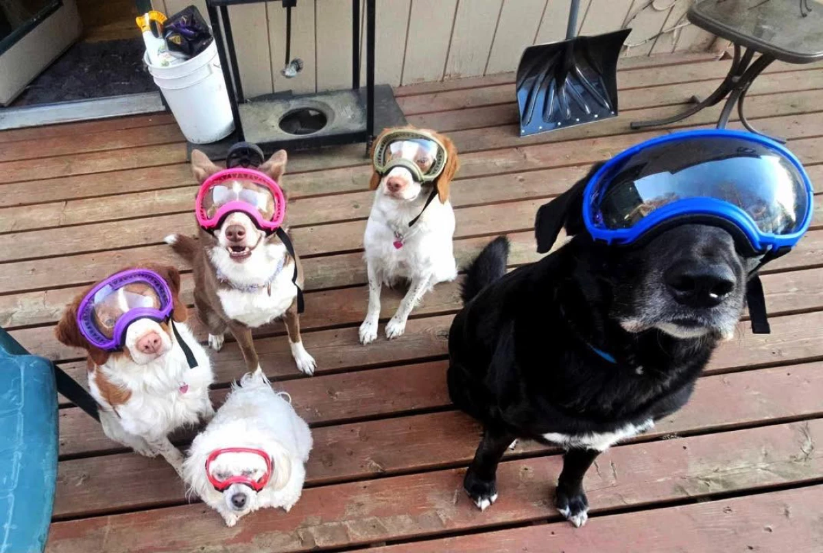Anchorage dogs test out masks that their owner acquired to protect their eyes against volcanic ash.