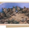 Greetings from Guhagar, India, where newly hatched turtles get some help into the sea