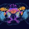 The fruit fly connectome contains a wide range of information, from cell types and synapses to neurotransmitters and network properties. Here, cells are color-coded by their defining chemical messenger. 