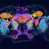 The fruit fly connectome contains a wide range of information, from cell types and synapses to neurotransmitters and network properties. Here, cells are color-coded by their defining chemical messenger. 