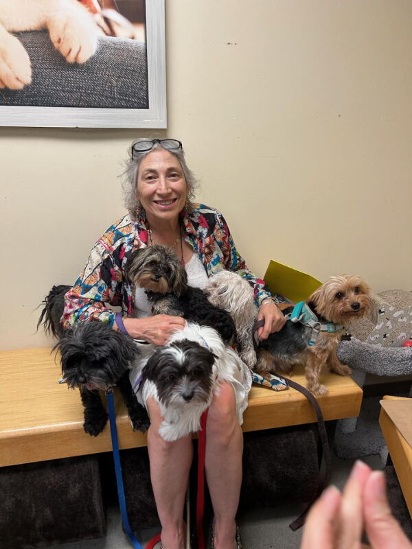 Dr. Banu Symington, a petite woman with grey hair, is sitting on a bench with five small dogs. She's smiling broadly.