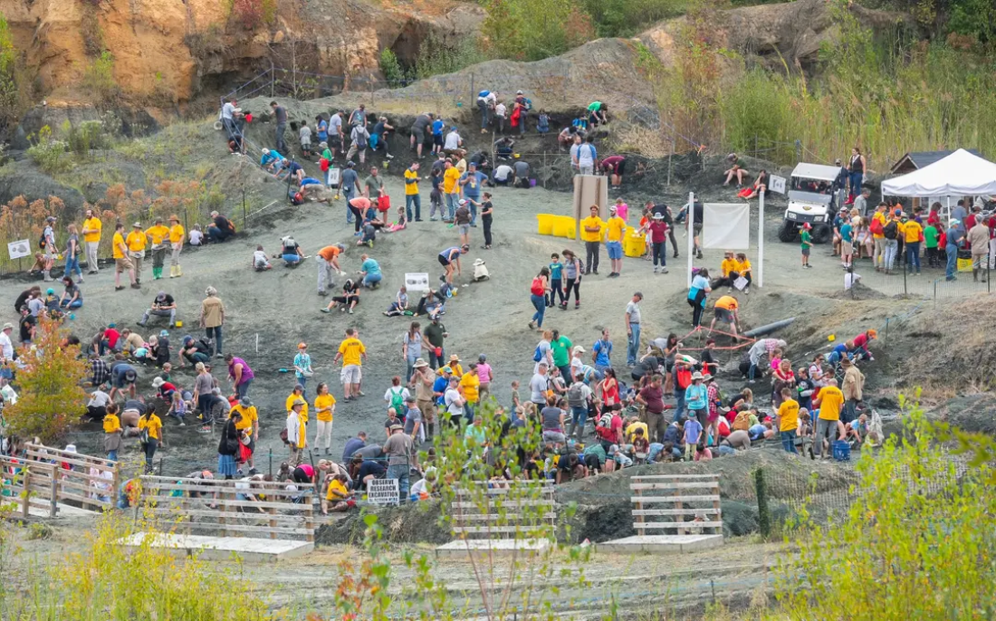 Visitors digging in the quarry dig site. Visitors are allowed to look for fossils in the sediment above the extinction layer.