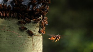 A yellow-legged hornet stalks honeybees at an apiary on Hilton Head Island. The invasive species of hornet from Asia emerged in South Carolina two years ago and is quickly spreading across the Lowcountry. There have even been sightings in York County. Aug. 11, 2026.