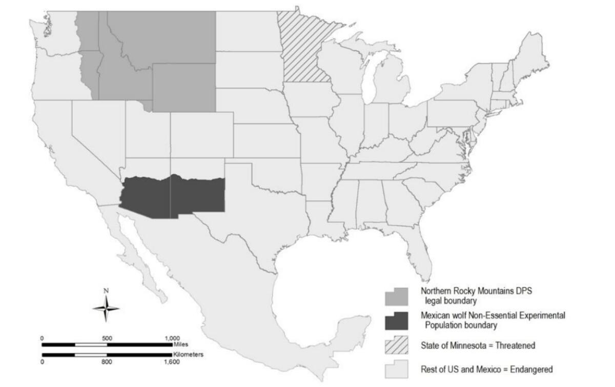 A map of gray wolf federal protection in the U.S.