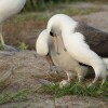 Wisdom (center right), a Laysan albatross first banded in 1956, stands with her new partner as they admire their recently laid egg at Midway Atoll National Wildlife Refuge in late November.