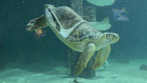 Charlotte, a male green sea turtle, wears a 3D-printed harness to help him overcome "bubble butt syndrome" — a condition caused by a boat strike. Charlotte lives at the Mystic Aquarium in Connecticut.