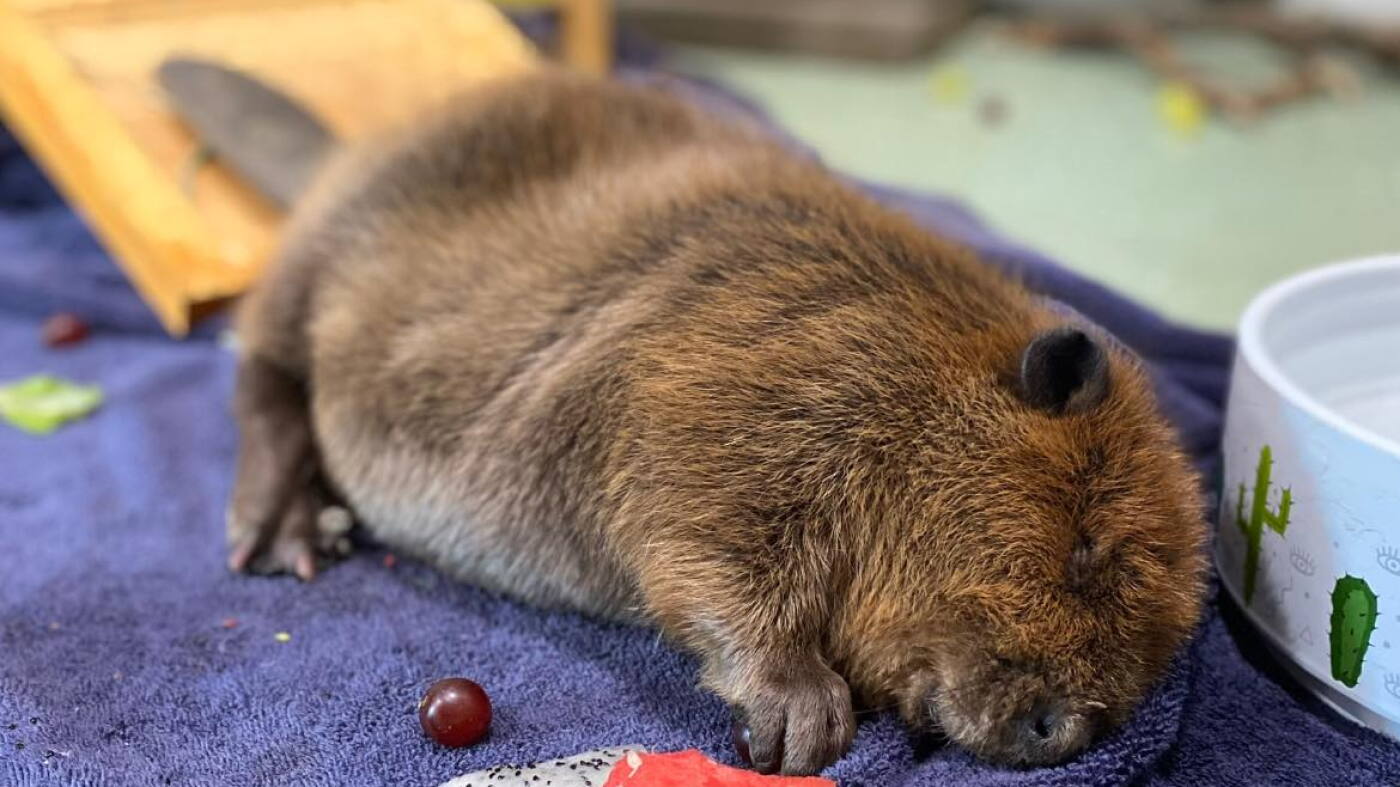 Saved Beaver Nibi the beaver in Massachusetts is saved from release into the wild : NPR