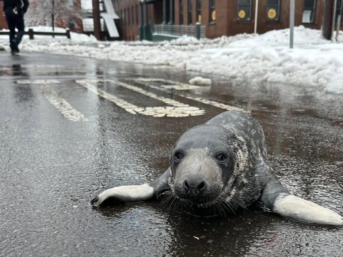 A baby seal was rescued in New Haven, Conn., over the weekend. The pup, believed to be a few weeks old, is now recovering at the nearby Mystic Aquarium.