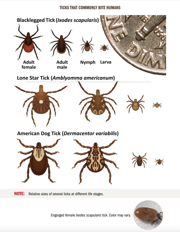A chart from the CDC's Tickborne Diseases Manual.